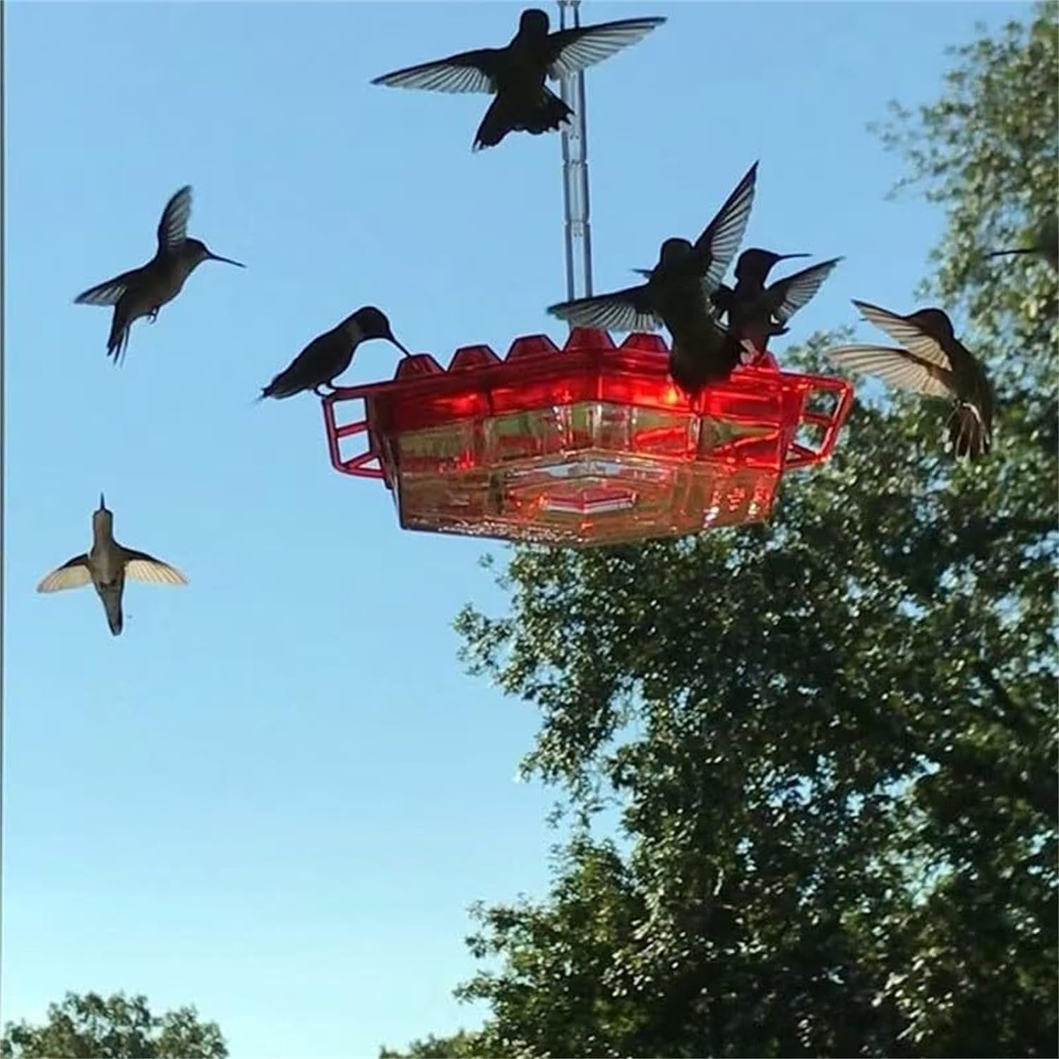 ✨Hummingbird Feeders for Outdoors Hanging